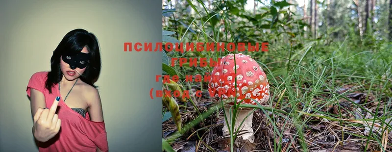 Псилоцибиновые грибы Cubensis  где продают   Алексеевка 